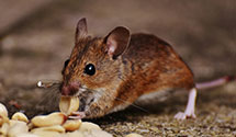 Find Exterminators in Lexington City County